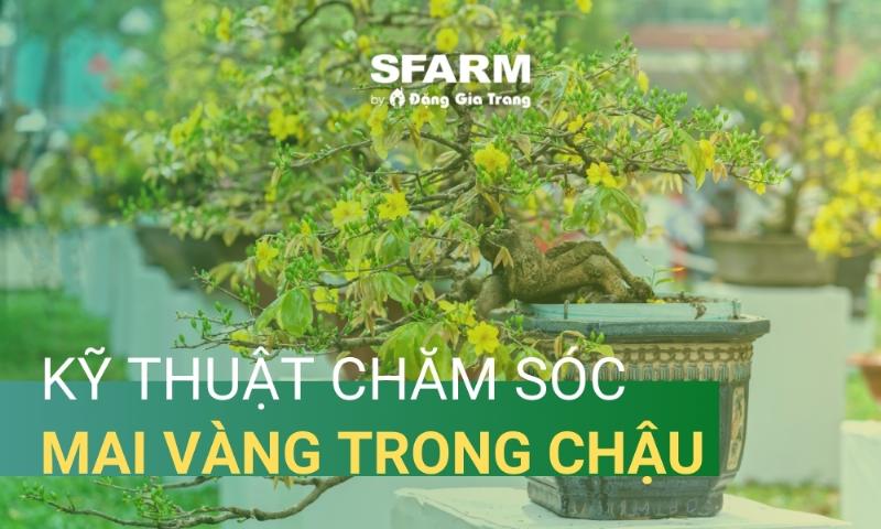 Cảnh tỉa cành mai sau tết giúp cây phục hồi nhanh chóng ra nhiều nụ mới